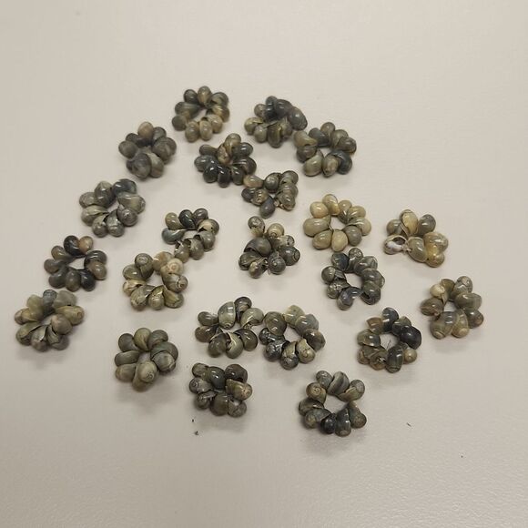 Mongo Shells - Picture 1 of 2